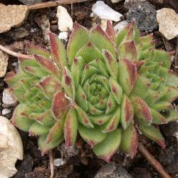 Sempervivum - Dachwurz - Hauswurz